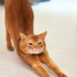 “책상 위 건강 지키기, 바쁜 직장인들을 위한 실천법은?” orange cat stretching on white surface