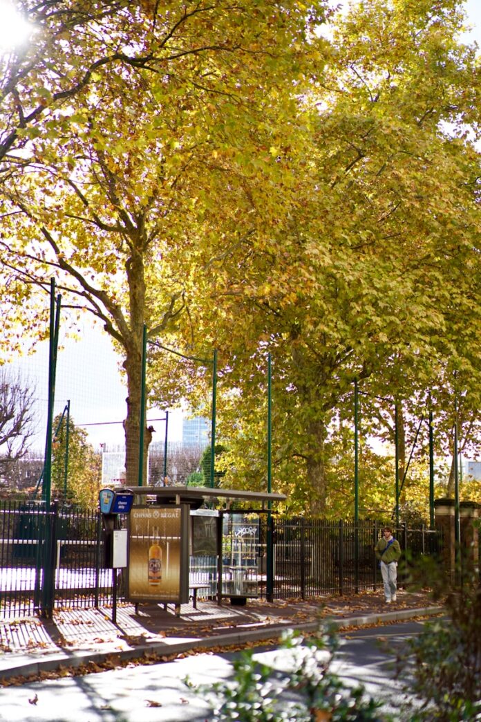 Photo by Meizhi Lang Autumn trees line a street near a bus stop.