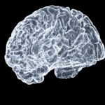 일상 속 뇌건강, 작지만 강한 습관이 만든다 a close up of a human brain on a black background
