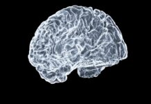 일상 속 뇌건강, 작지만 강한 습관이 만든다 a close up of a human brain on a black background