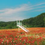 일상 속에서 실천하는 새로운 웰니스 문화, 건강한 습관이 만든다 White staircase in a vibrant field of red poppies.