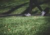 혈당 스파이크, 알고 대처하면 건강을 지킬 수 있다! shallow focus photography of person walking on road between grass