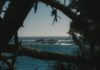 현대인의 ‘마음 쉼’ 트렌드… 일상에서 실천하는 마인드풀니스 루틴 확산 Dark pine branches framing a view of the blue ocean and rocky islands