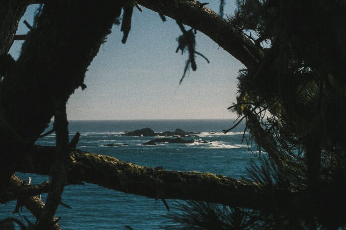 Photo by Kellen Riggin Dark pine branches framing a view of the blue ocean and rocky islands
